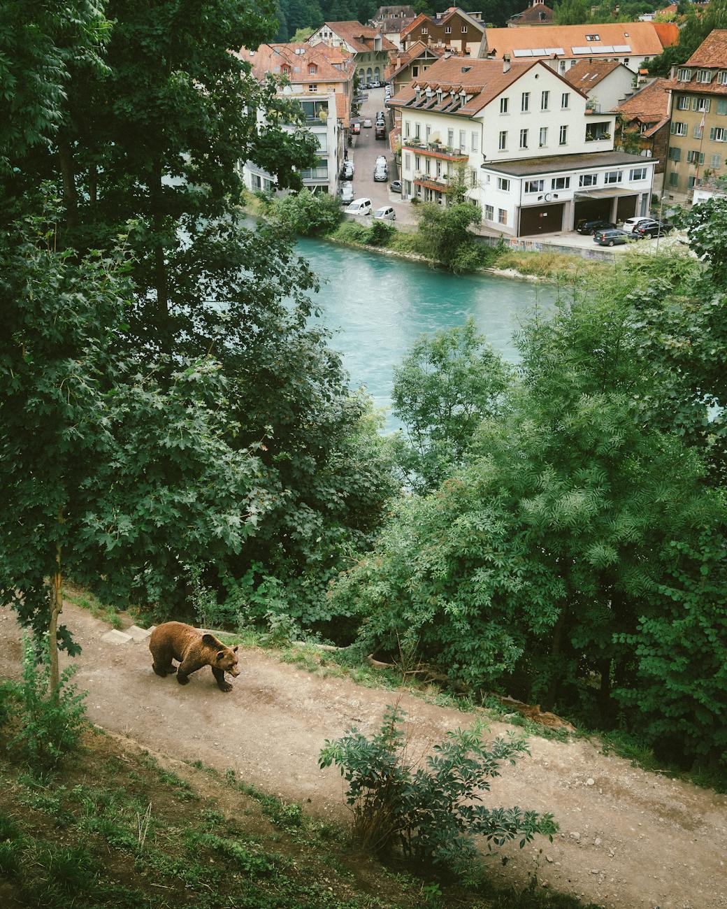 grizzly bear beside river and trees
