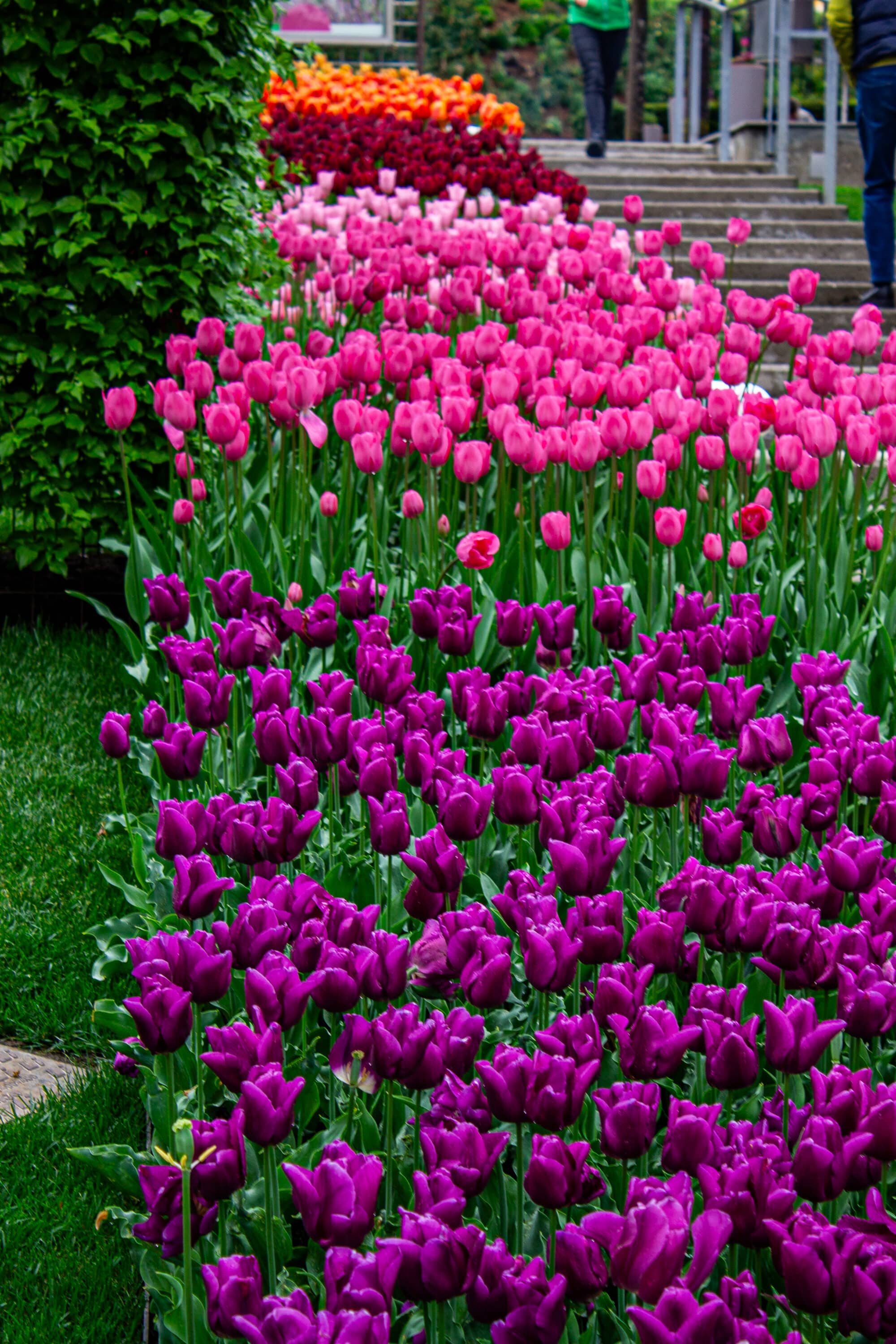 merano tulips