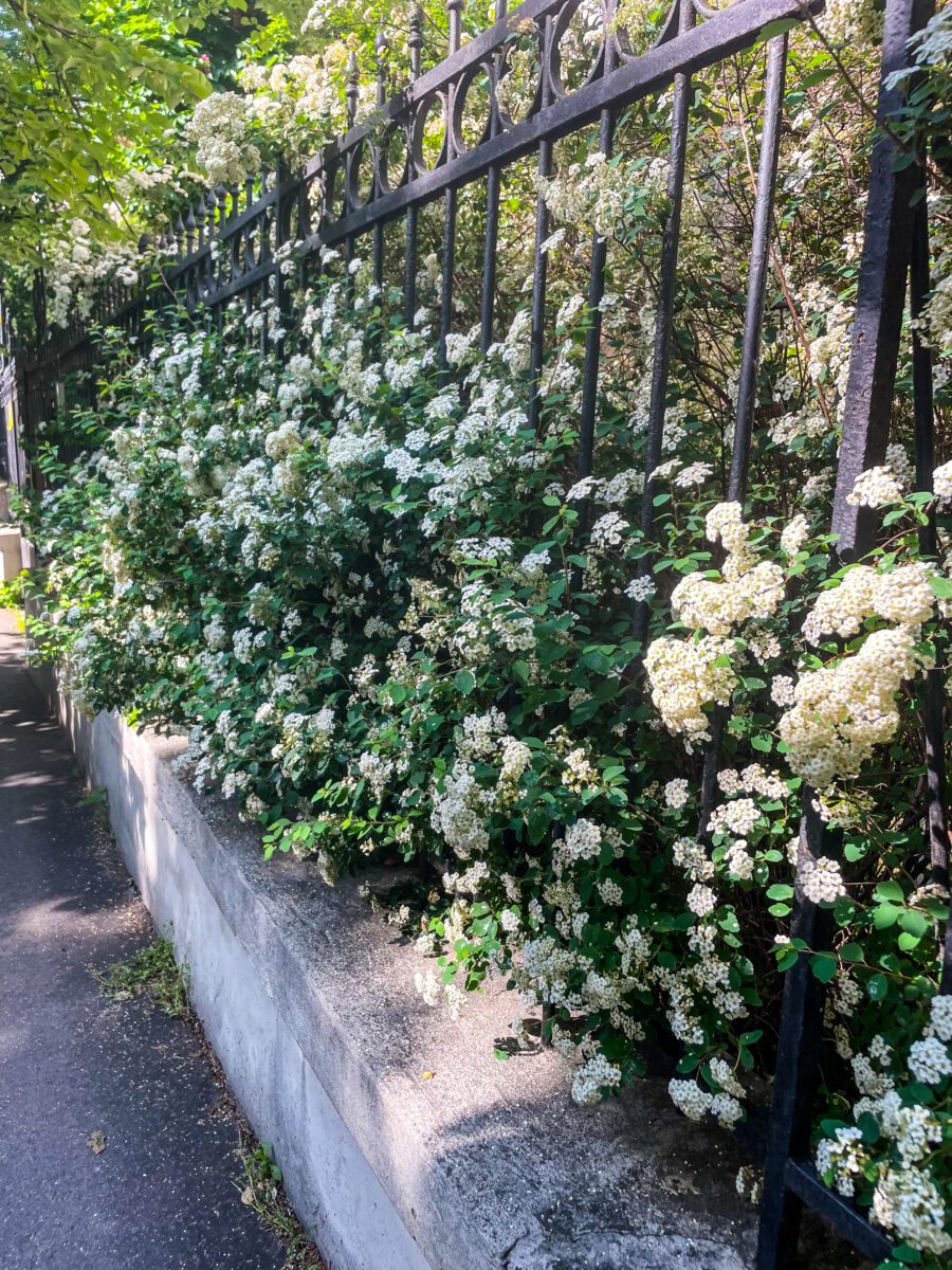 Budapest Spring