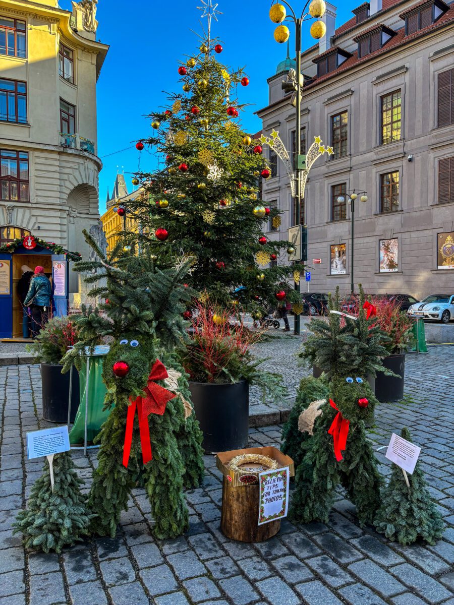 reindeer plants