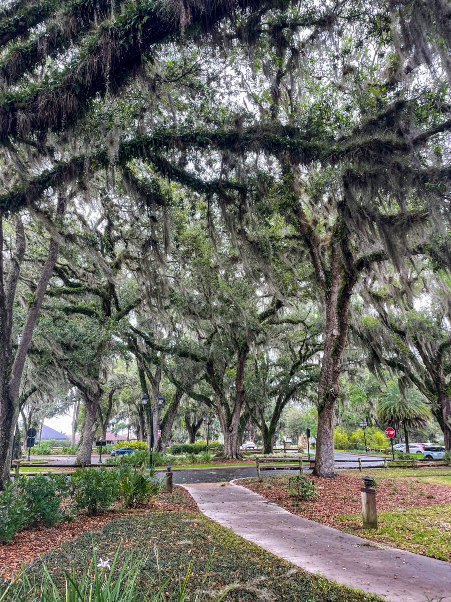 Spanish Moss Trees Villages Florida