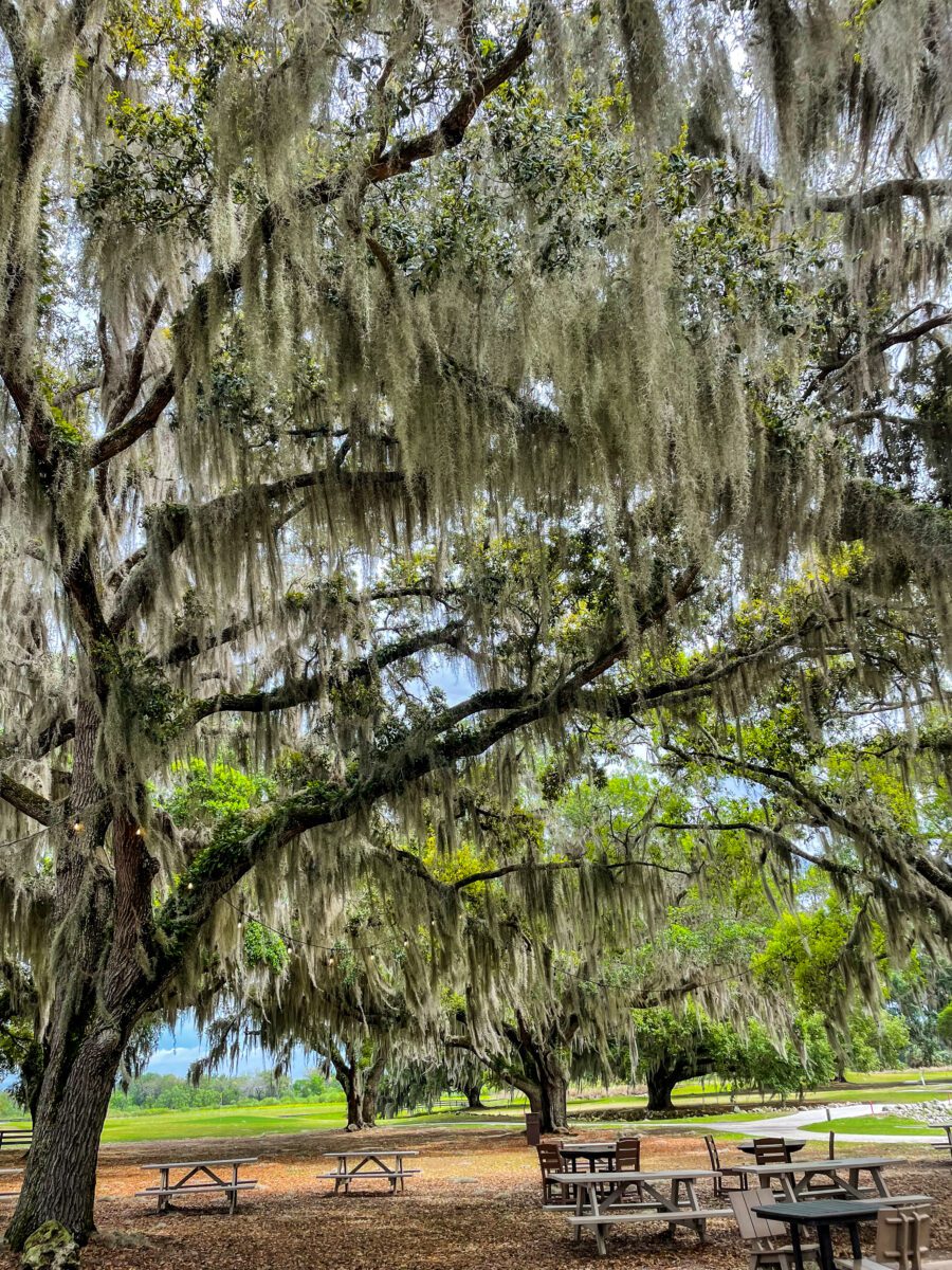 Spanish Moss Trees Villages Florida