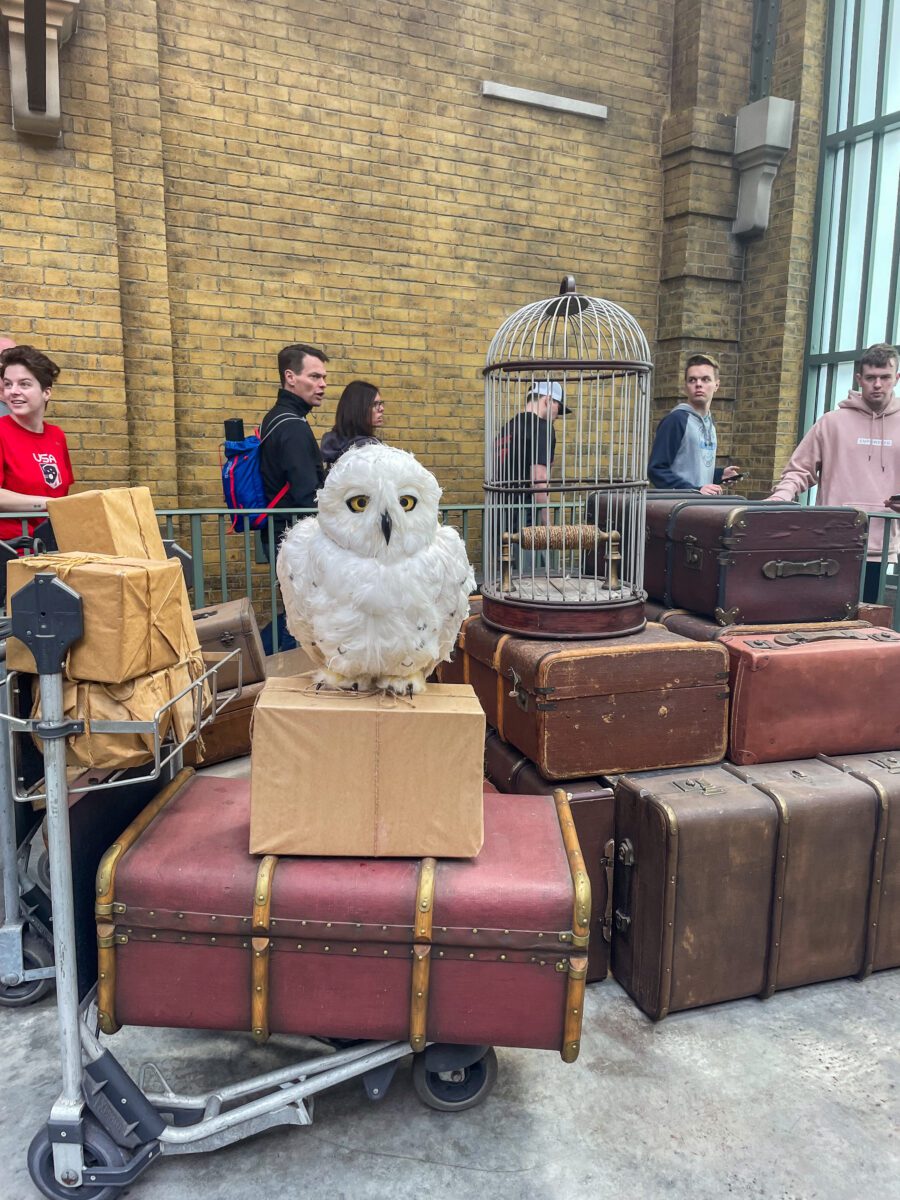 Hedwig Harry Potter World