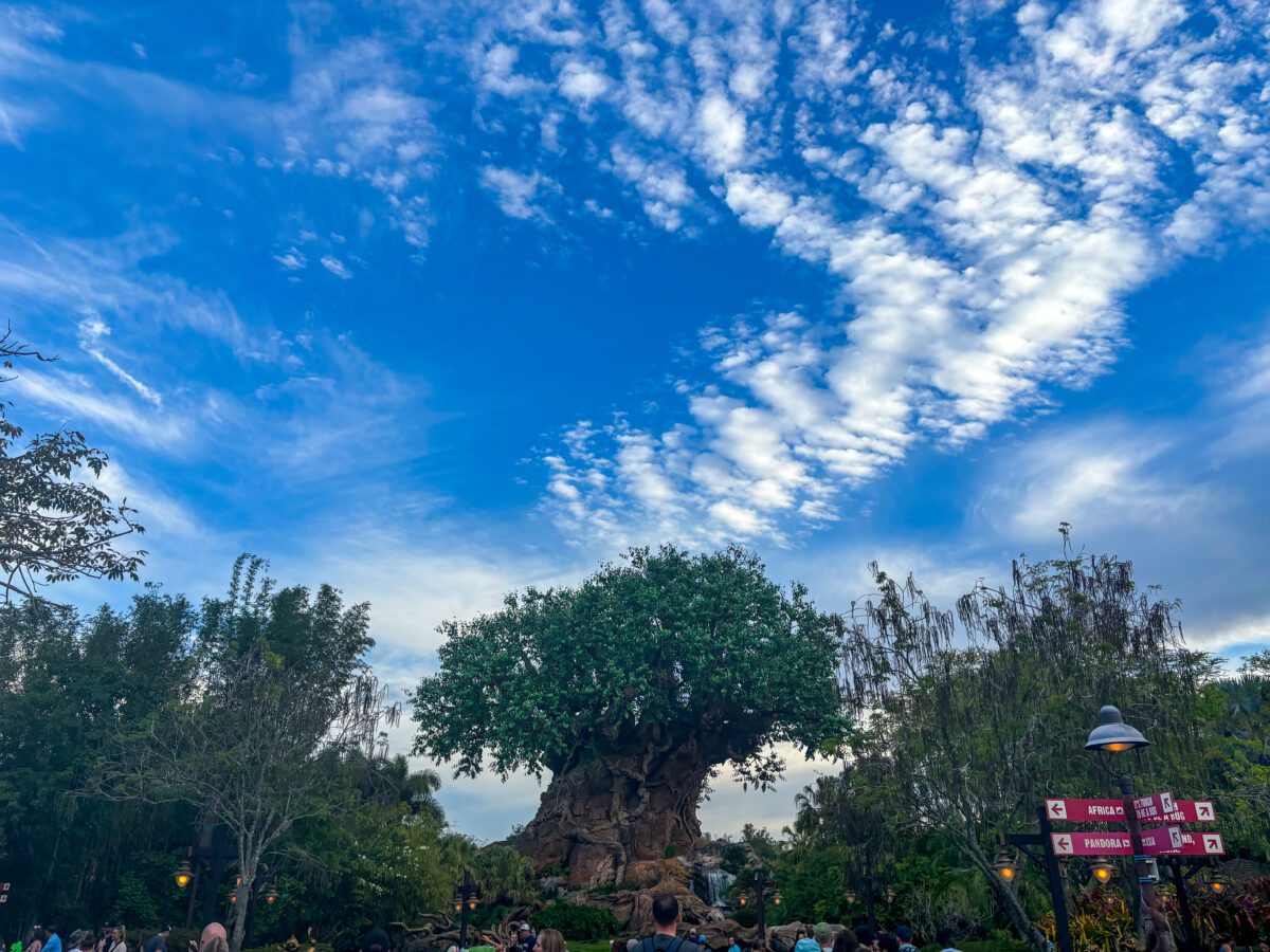 Animal Kingdom Tree of Life