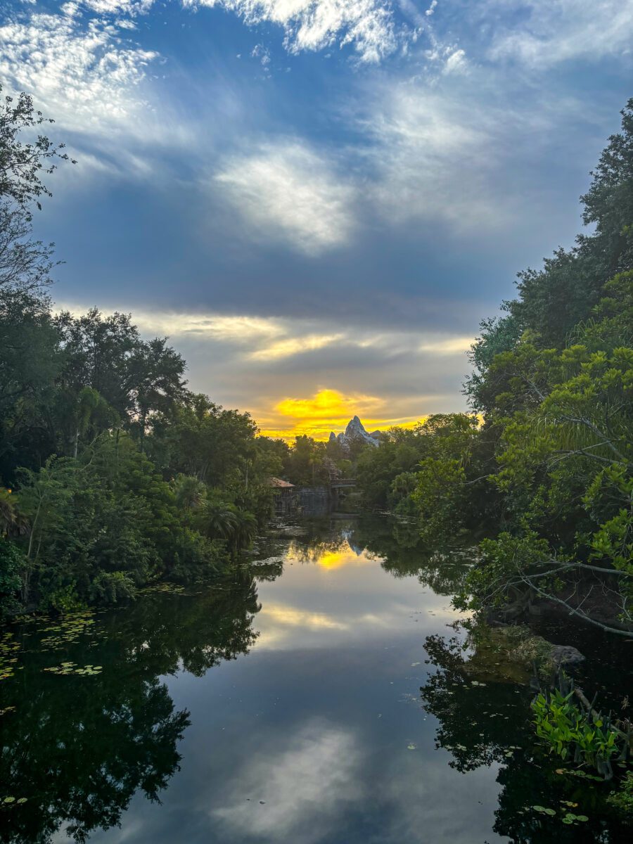 Animal Kingdom DIsney