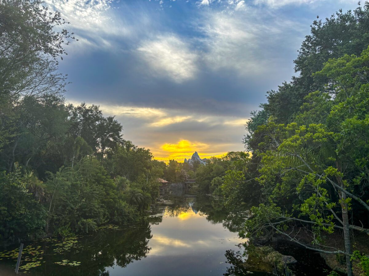 Animal Kingdom DIsney