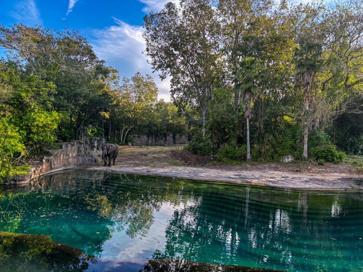 Animal Kingdom Safari
