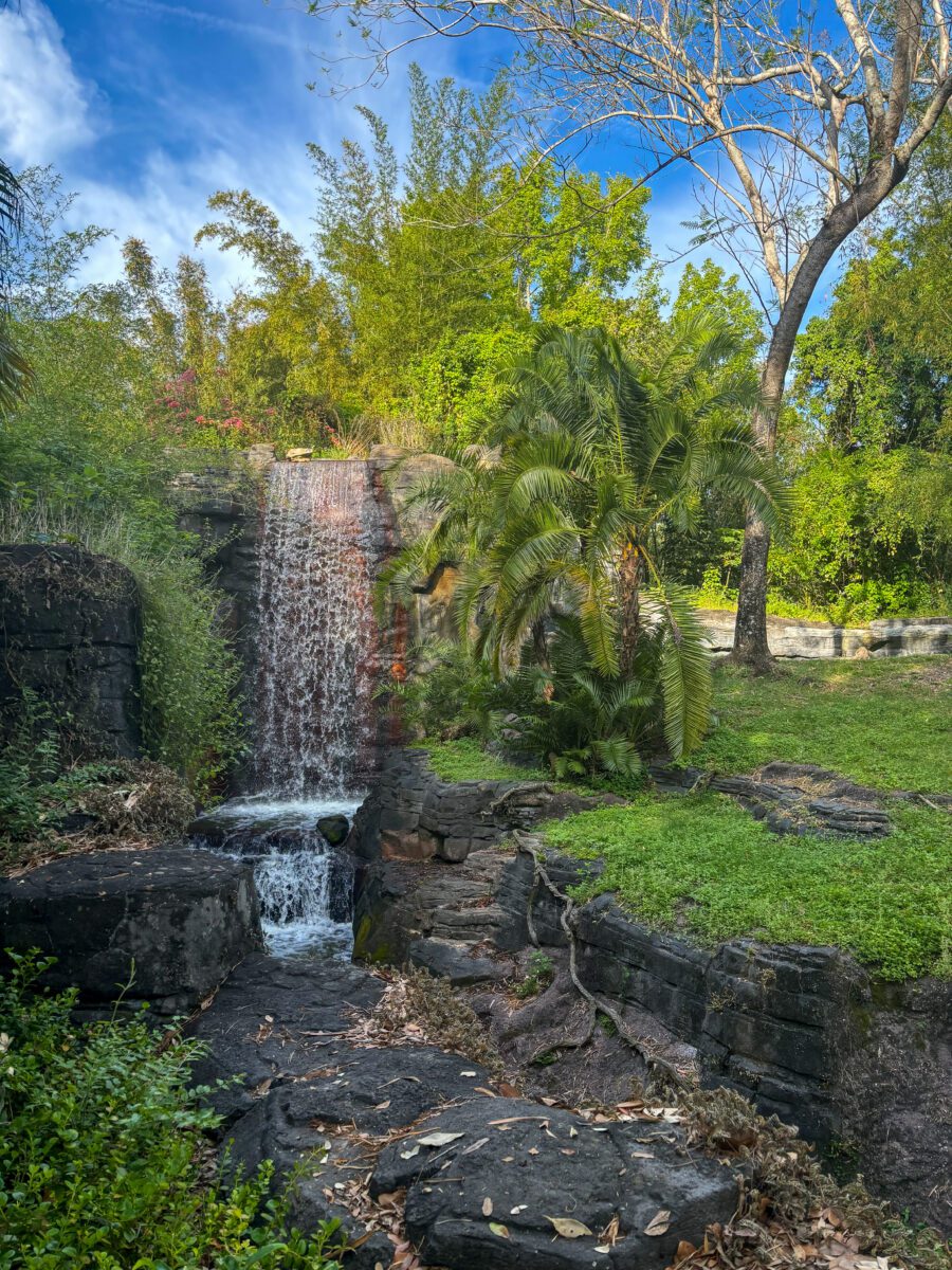 Animal Kingdom Safari