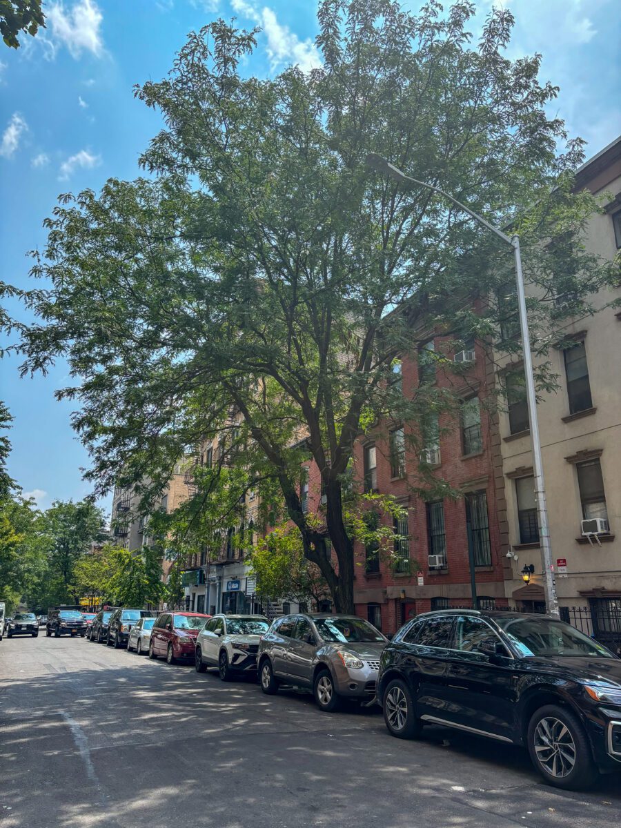 Williamsburg Street