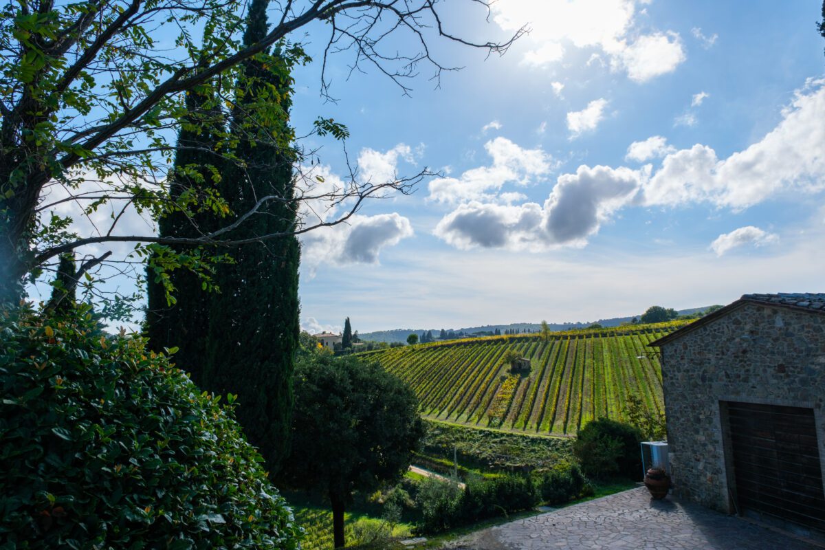 Montalcino Vineyards