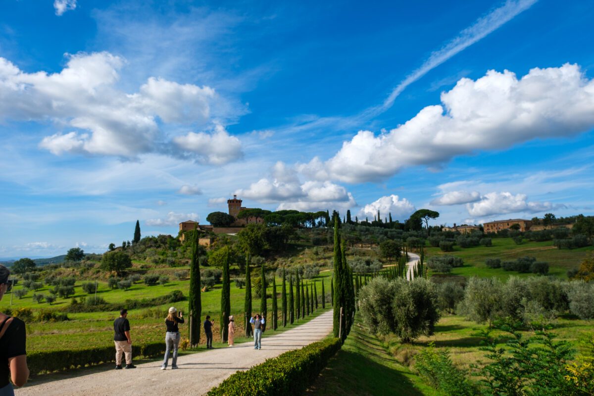 Tuscany Cyprus Trees