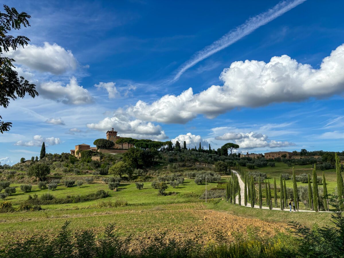 Montepulciano Vineyards