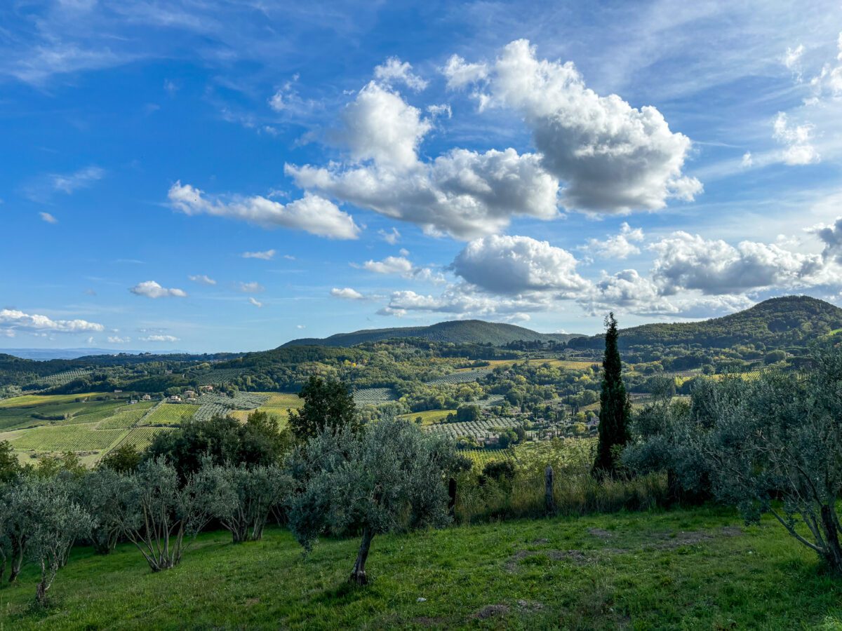 Montepulciano Vineyards