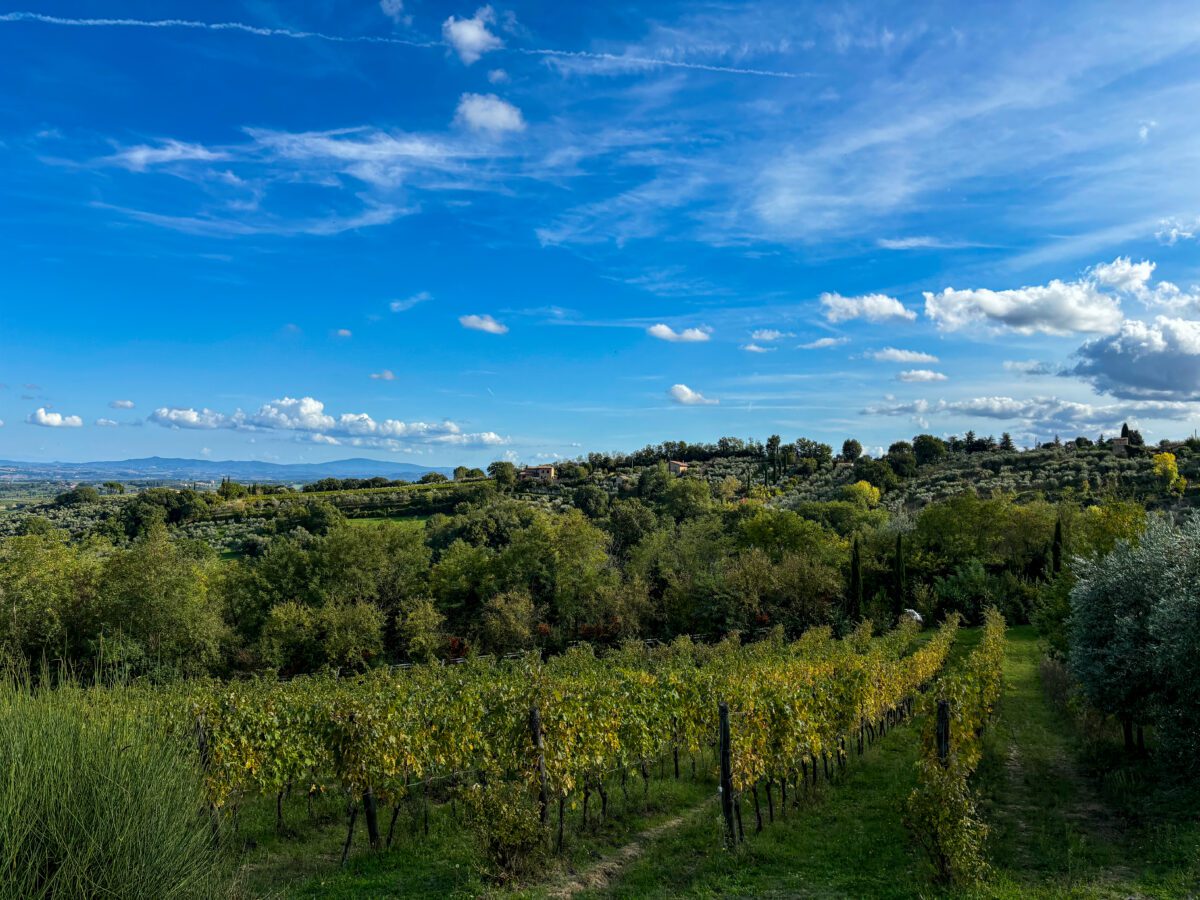Montepulciano Vineyards