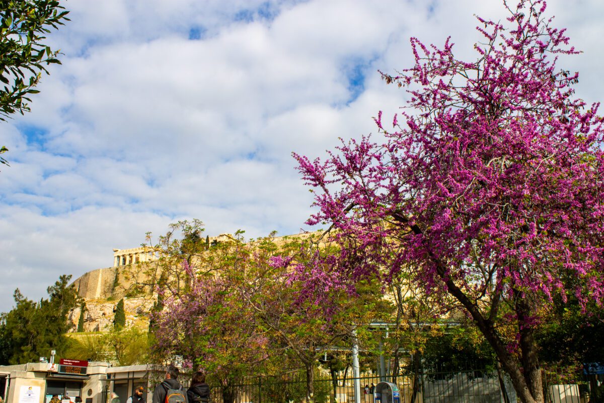 Acropolis in the Spring