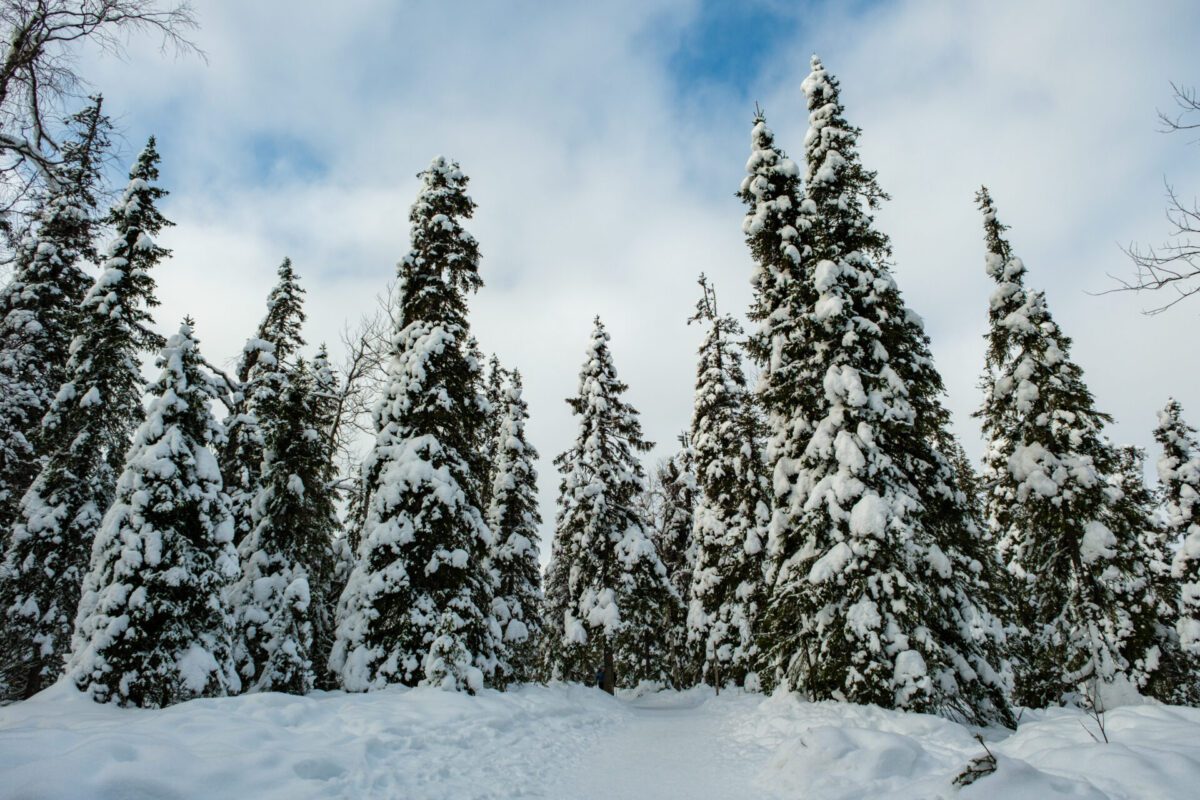 Riisitunturi National Park Lapland