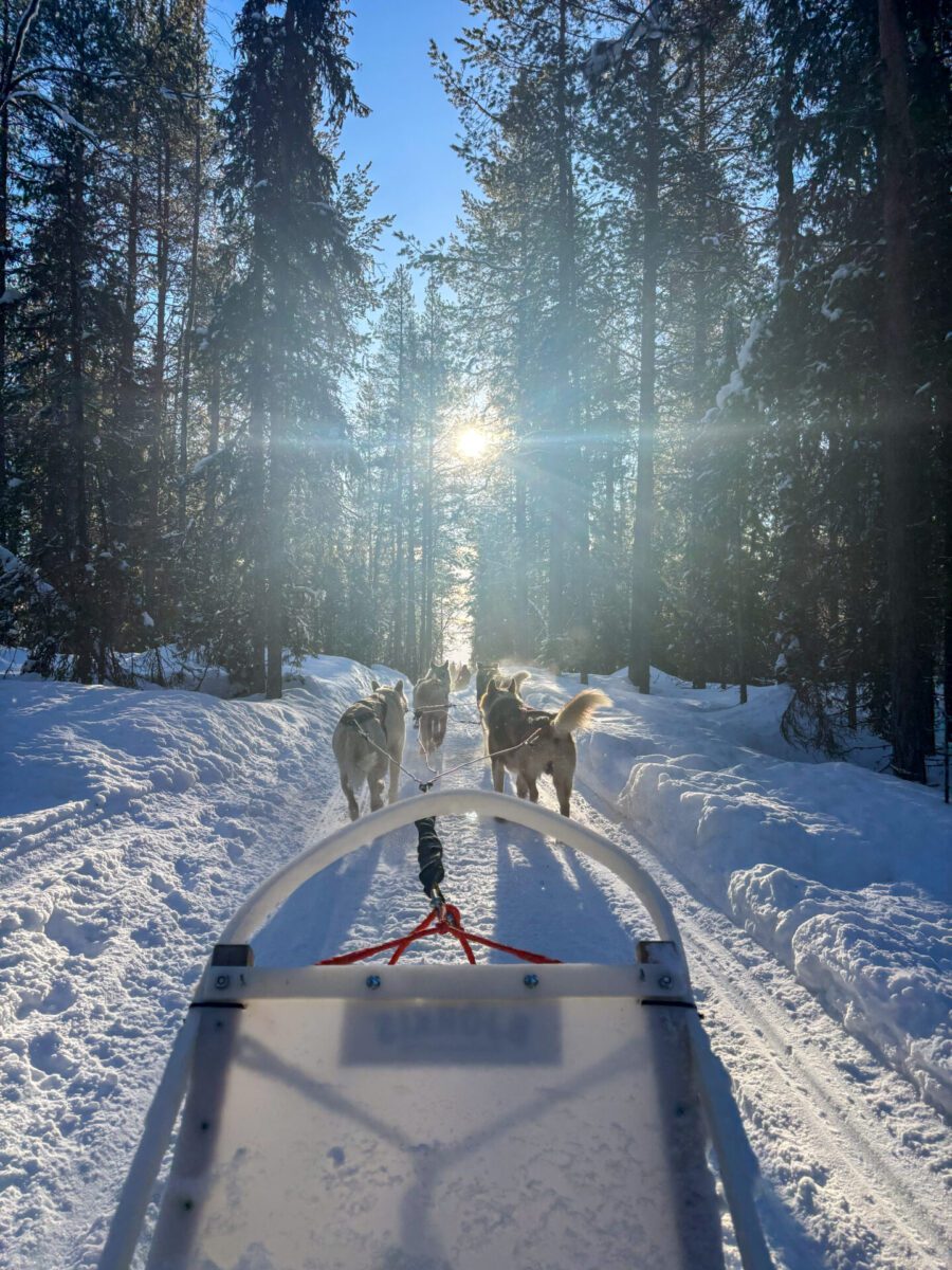 Husky Sledding Levi Lapland