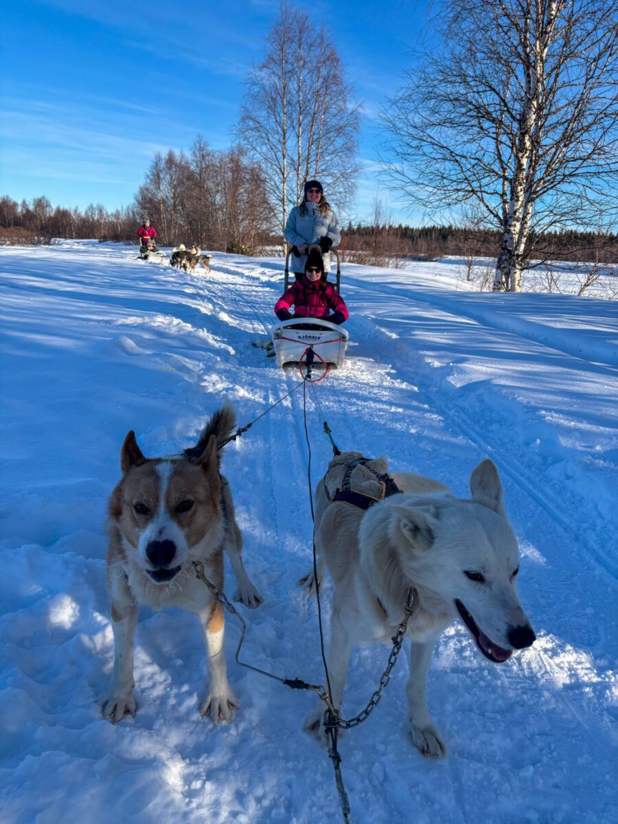 Husky Sledding Levi Lapland