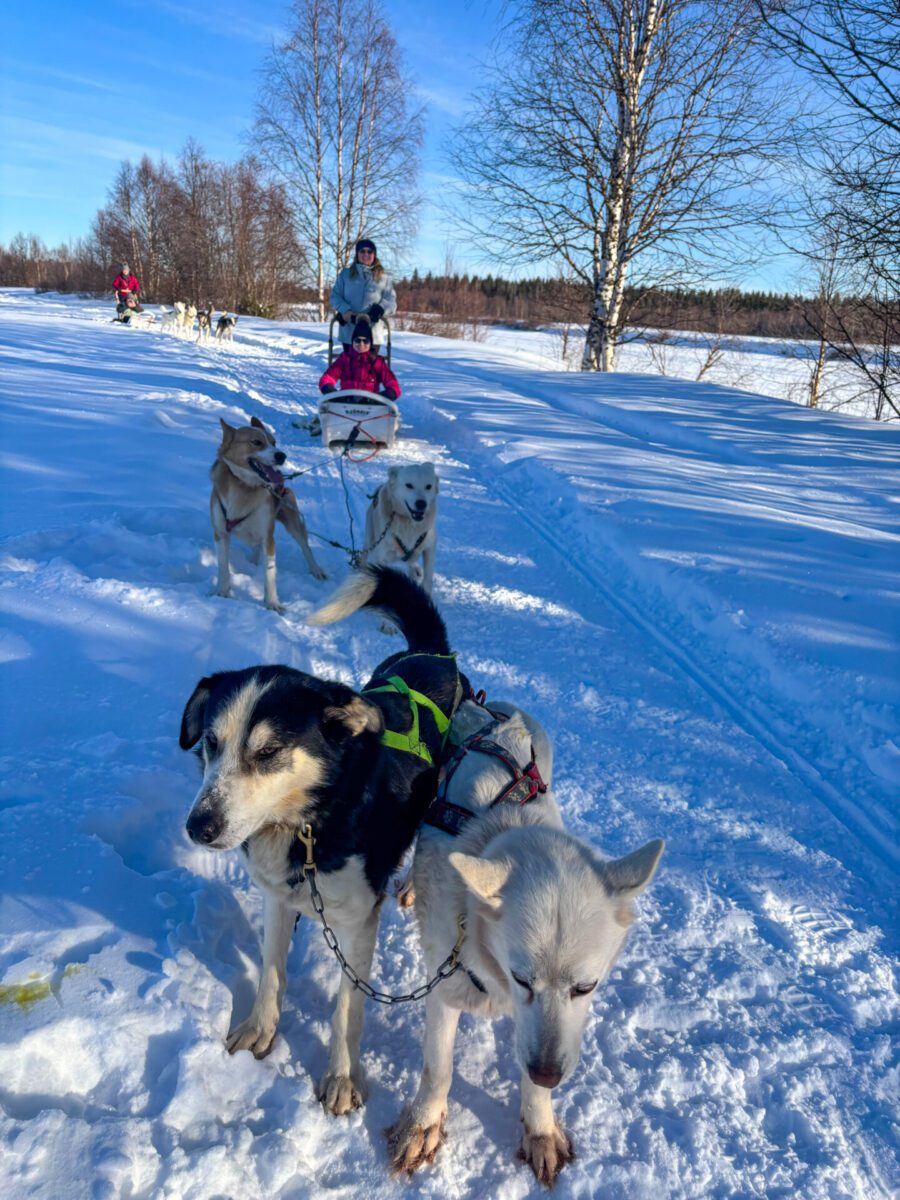 Husky Sledding Levi Lapland