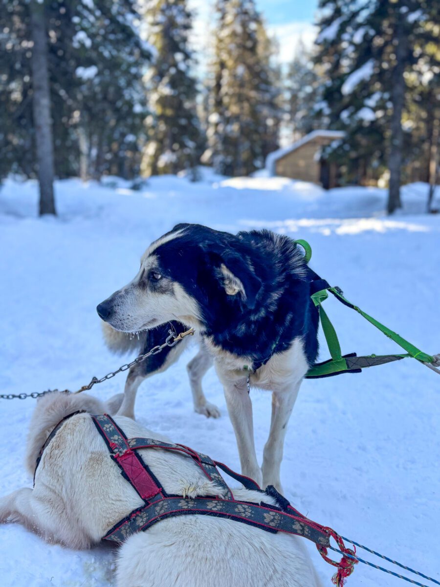 Husky Farm Levi Lapland