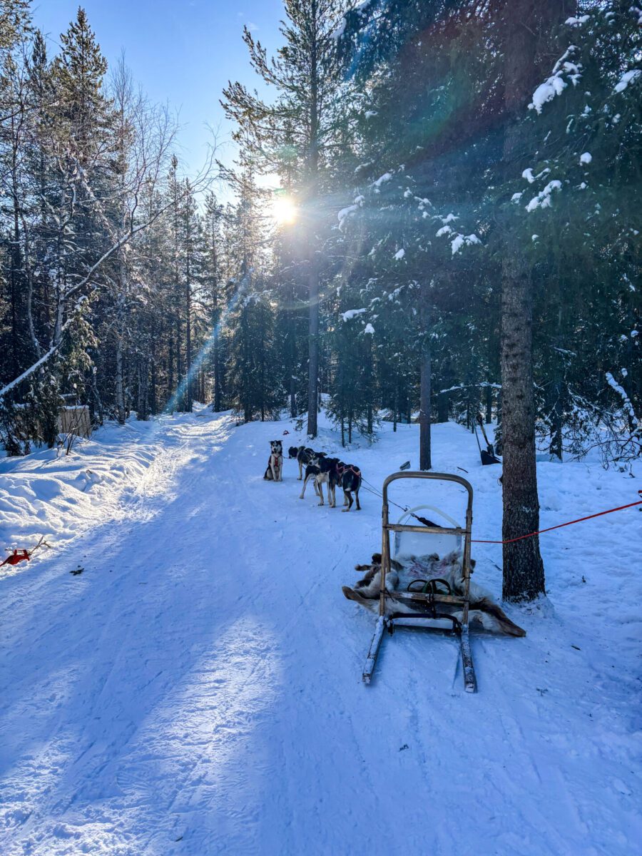 Husky Sled Lapland Finland