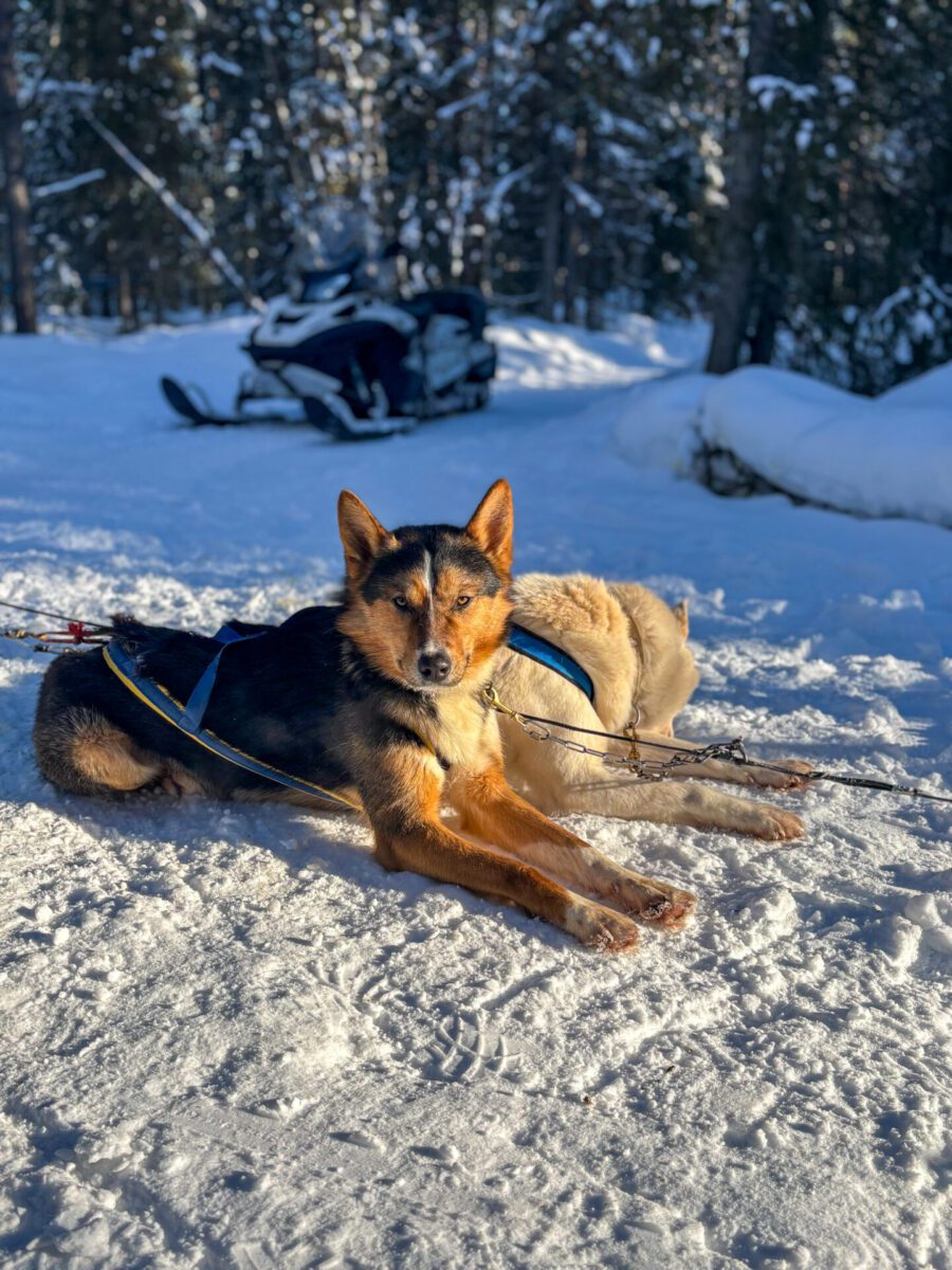 Husky Levi Lapland