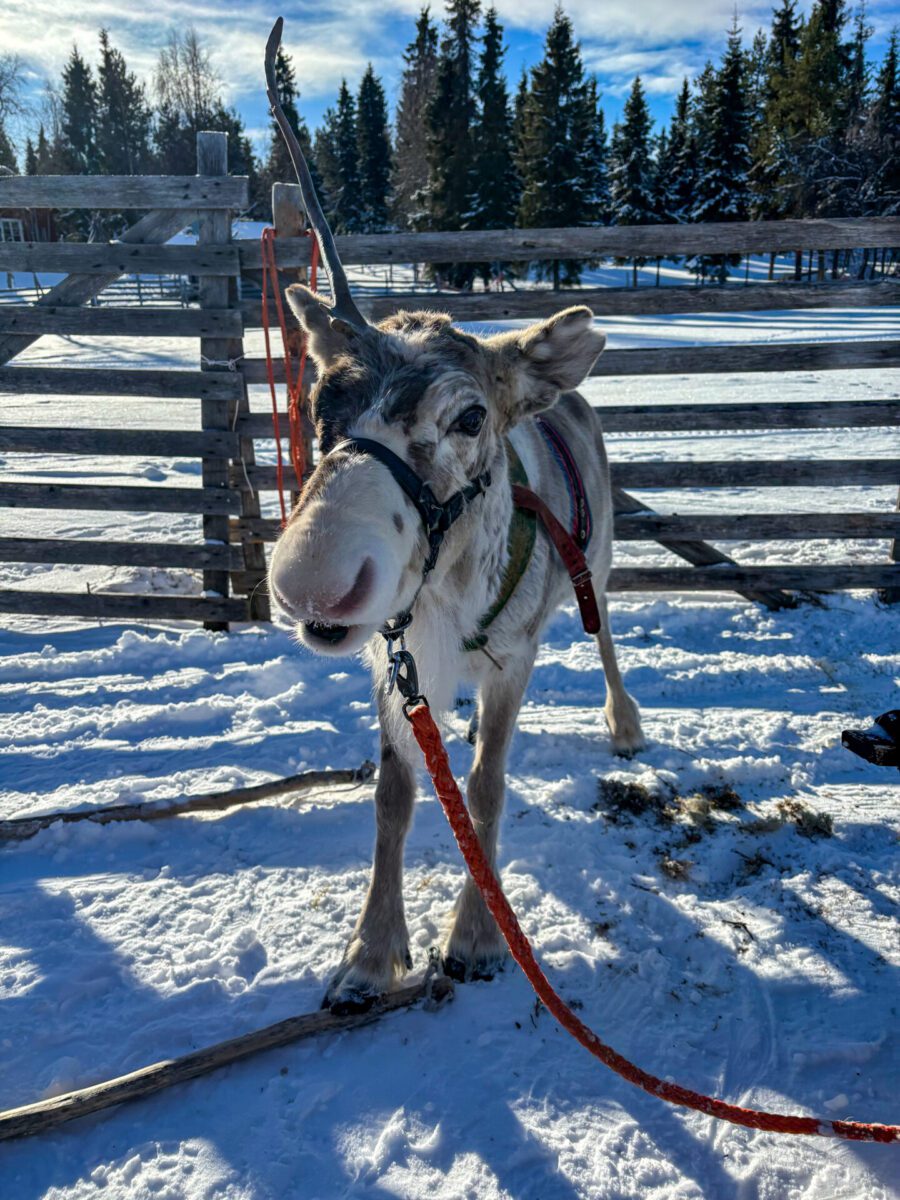 Reindeer Lapland
