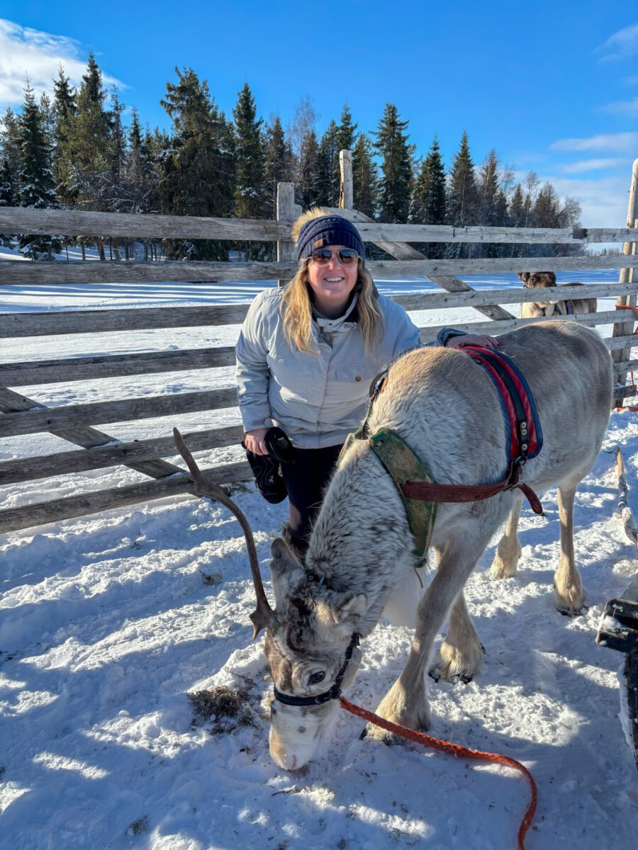Reindeer Lapland