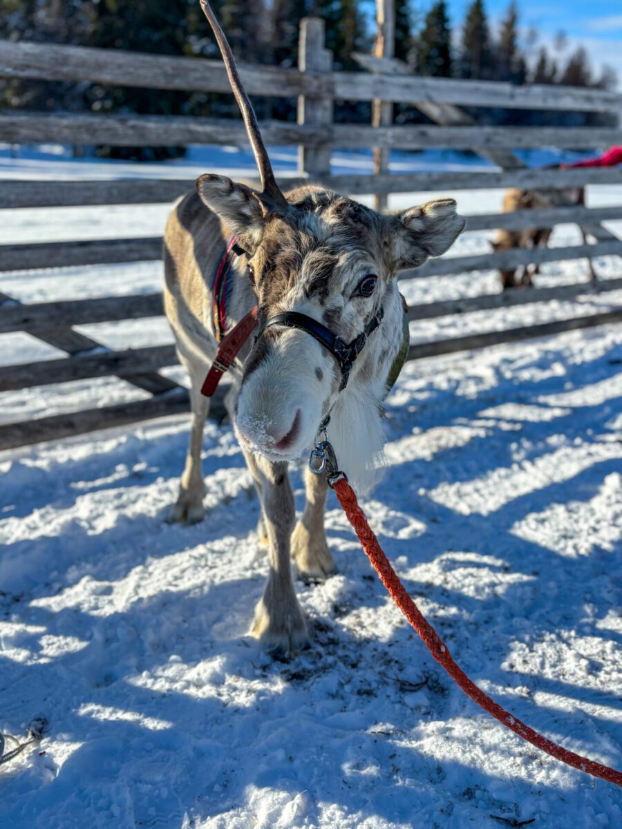 Reindeer Lapland
