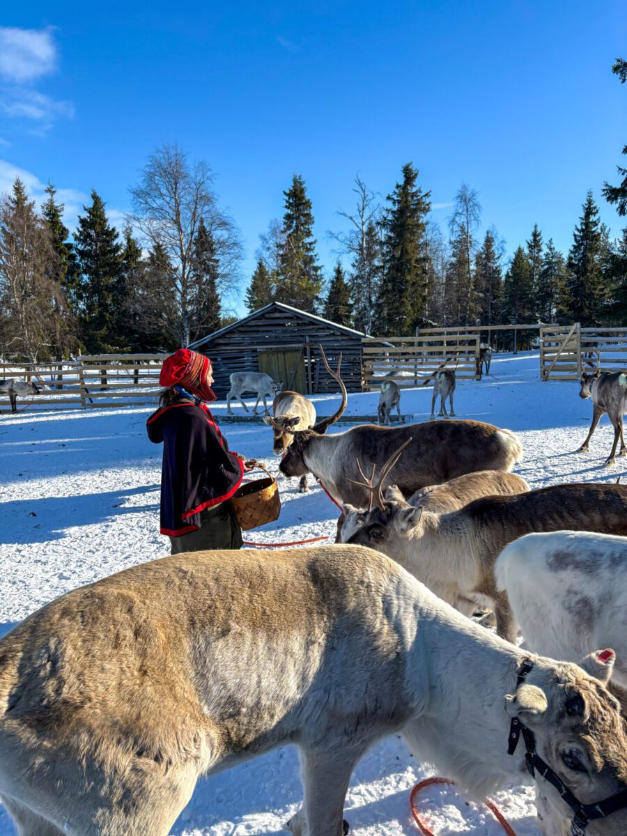 Reindeer Farm Levi